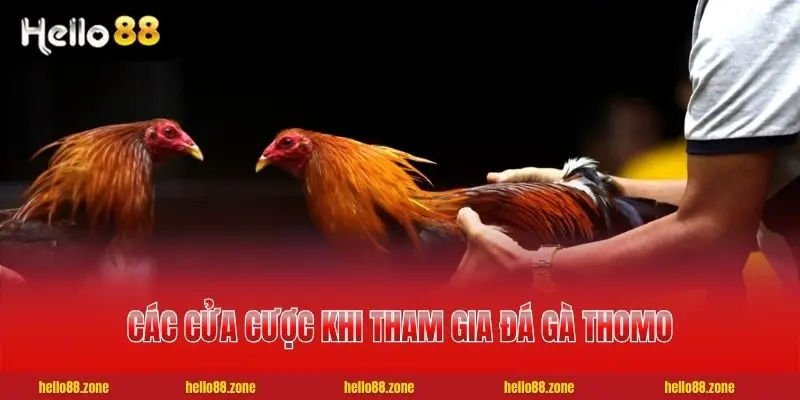 Các cửa cược khi tham gia đá gà Thomo